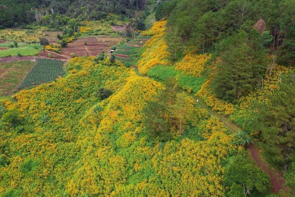 Hoa dã quỳ Đà Lạt vàng rực bên cung đường ngắm hoa mùa thu tháng 11